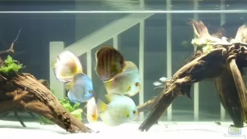 Aquarium Hauptansicht von Diskus Aquarium Hauptansicht von Diskus