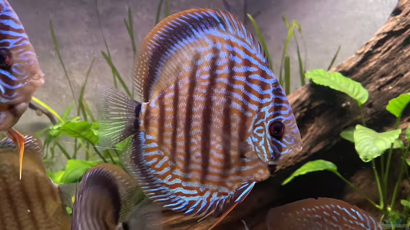 Aquarium Hauptansicht von Diskus Aquarium Hauptansicht von Diskus