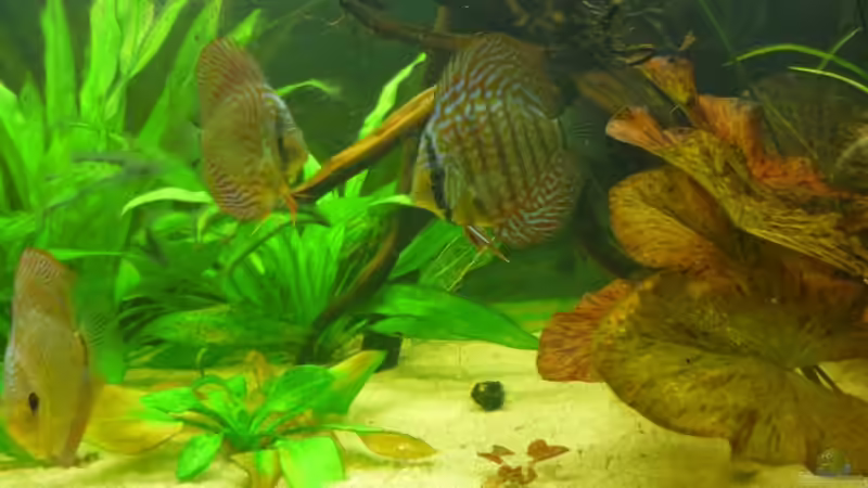 Aquarium Hauptansicht von Diskusbecken Aquarium Hauptansicht von Diskusbecken