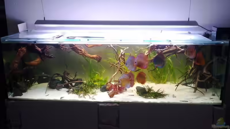 Aquarium Hauptansicht von Diskusbecken Aquarium Hauptansicht von Diskusbecken