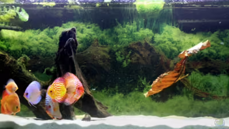 Aquarium Hauptansicht von Diskusbecken Aquarium Hauptansicht von Diskusbecken