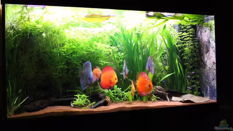 Aquarium Hauptansicht von Diskusjuwelen Aquarium Hauptansicht von Diskusjuwelen