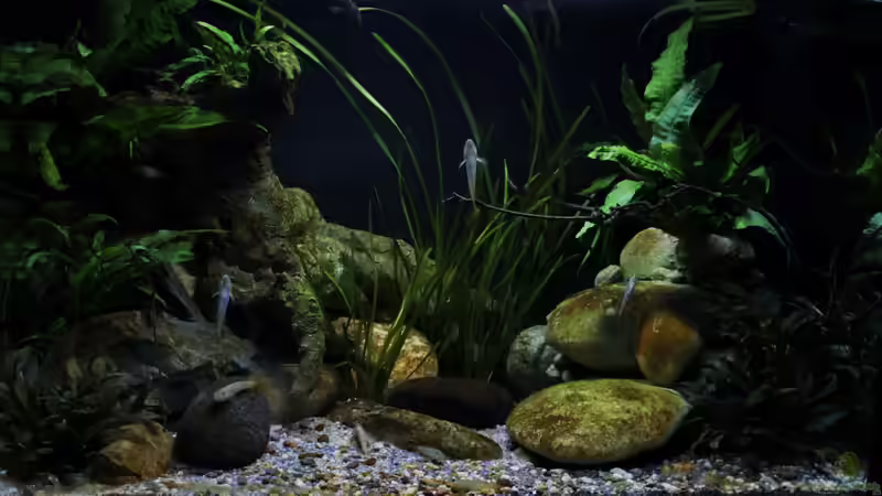 Aquarium Hauptansicht von Drachen Tank Aquarium Hauptansicht von Drachen Tank