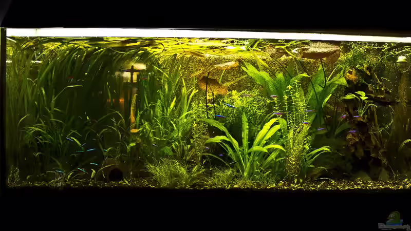 Aquarium Hauptansicht von Dschungelcamp - Nur noch als Beispiel Aquarium Hauptansicht von Dschungelcamp - Nur noch als Beispiel