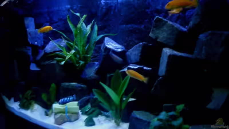Aquarium Hauptansicht von Ducky`s neue Gestalltung Aquarium Hauptansicht von Ducky`s neue Gestalltung