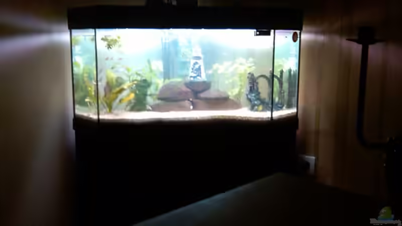 Aquarium Hauptansicht von Eckaquarium Aquarium Hauptansicht von Eckaquarium