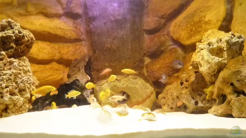 Aquarium Hauptansicht von Ecky`s Malawi Becken Aquarium Hauptansicht von Ecky`s Malawi Becken