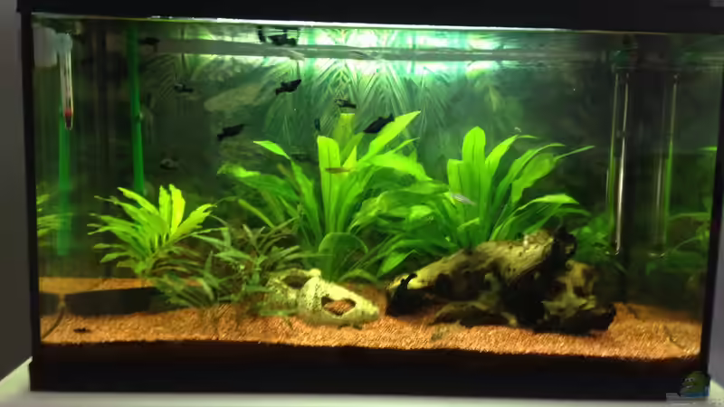 Aquarium Hauptansicht von EHEIM Aquapro 80 Aquarium Hauptansicht von EHEIM Aquapro 80