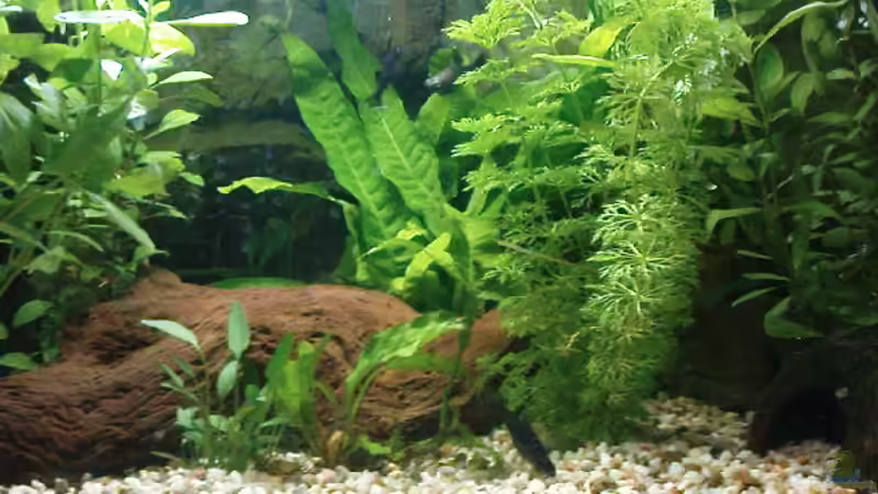 Aquarium Hauptansicht von Eheim complete set 60 Aquarium Hauptansicht von Eheim complete set 60