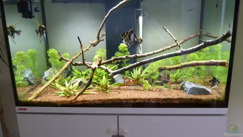 Aquarium Hauptansicht von Eheim incpiria 300 Aquarium Hauptansicht von Eheim incpiria 300