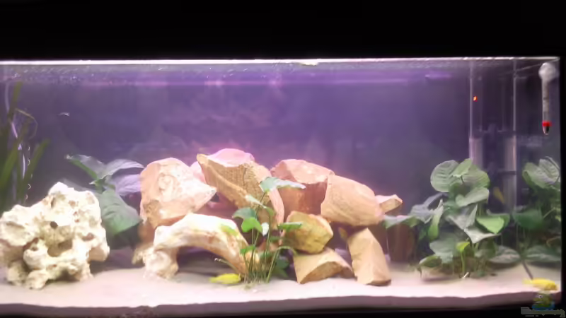 Aquarium Hauptansicht von Eheim Silverline Aquarium Hauptansicht von Eheim Silverline