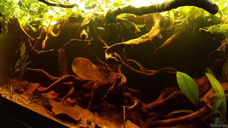 Aquarium Hauptansicht von Eheim Vivaline LED 180 Aquarium Hauptansicht von Eheim Vivaline LED 180