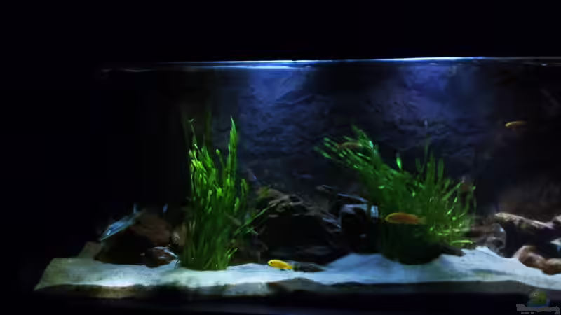 Aquarium Hauptansicht von Ein Stück Heimat Aquarium Hauptansicht von Ein Stück Heimat