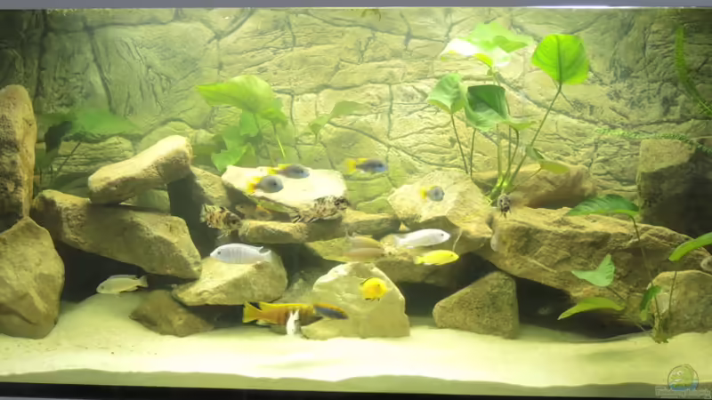 Aquarium Hauptansicht von Ein Stück Malawisee Aquarium Hauptansicht von Ein Stück Malawisee