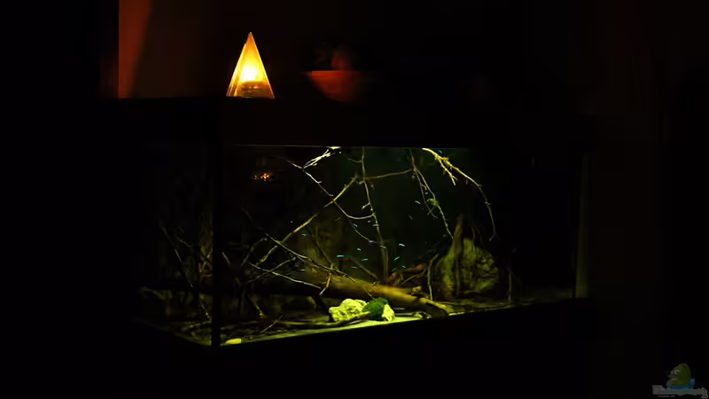 Aquarium Hauptansicht von Ein Stück Südamerika Aquarium Hauptansicht von Ein Stück Südamerika