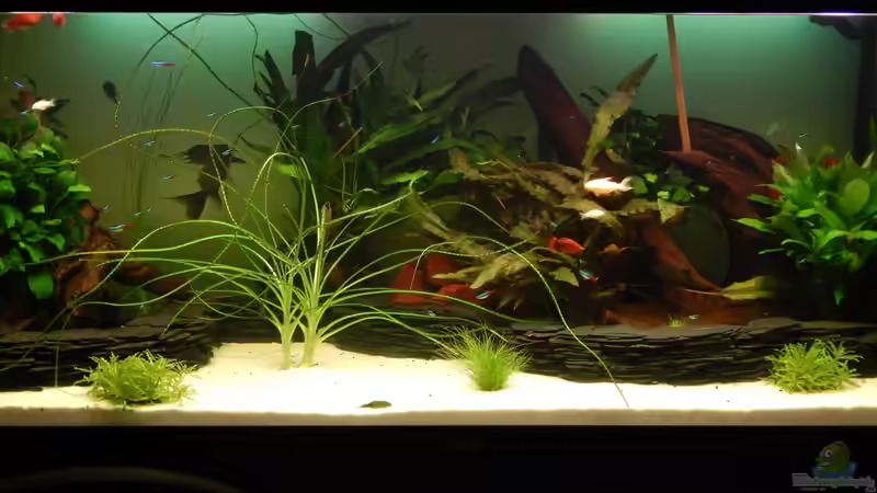 Aquarium Hauptansicht von eine neue Welt Aquarium Hauptansicht von eine neue Welt