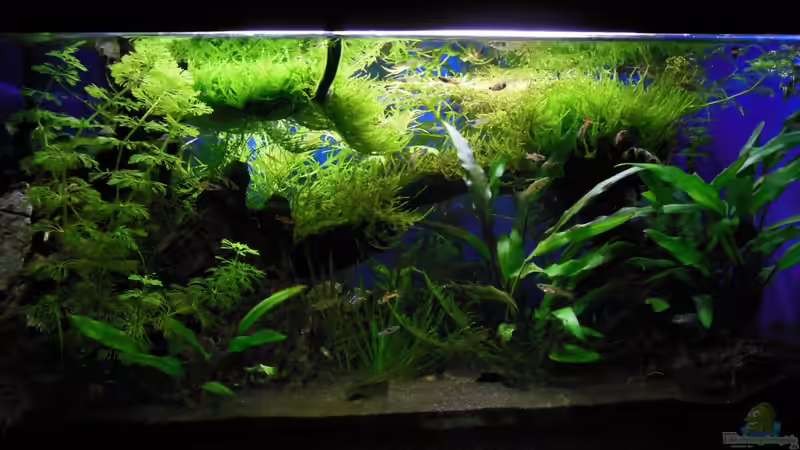 Aquarium Hauptansicht von Endler's Paradise Aquarium Hauptansicht von Endler's Paradise