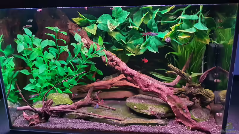 Aquarium Hauptansicht von Endlerzuchtparadies Aquarium Hauptansicht von Endlerzuchtparadies