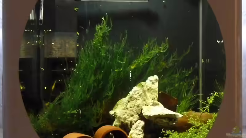 Aquarium Hauptansicht von Enie Cube Aquarium Hauptansicht von Enie Cube