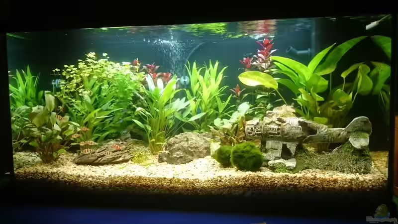 Aquarium Hauptansicht von ersten aquarium Aquarium Hauptansicht von ersten aquarium