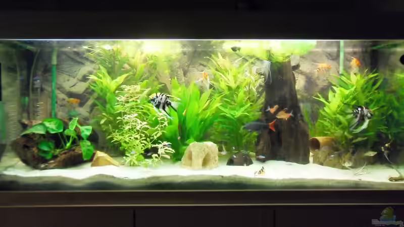 Aquarium Hauptansicht von Erstes Aquarium Aquarium Hauptansicht von Erstes Aquarium