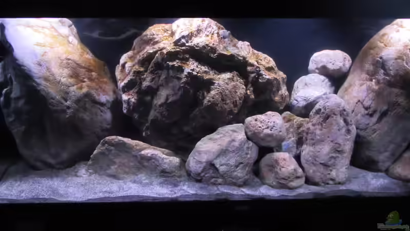 Aquarium Hauptansicht von etwas größere Malawi Pfütze Aquarium Hauptansicht von etwas größere Malawi Pfütze