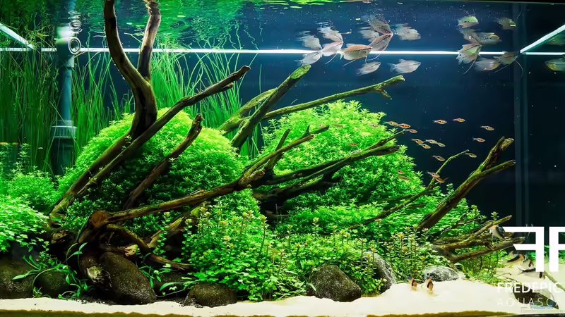 Aquarium Hauptansicht von Far East Aquarium Hauptansicht von Far East