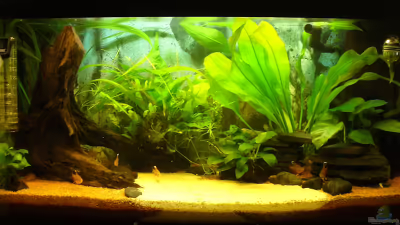 Aquarium Hauptansicht von Fast Südamerika Aquarium Hauptansicht von Fast Südamerika