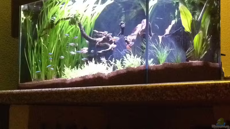 Aquarium Hauptansicht von Feierabend Becken Aquarium Hauptansicht von Feierabend Becken