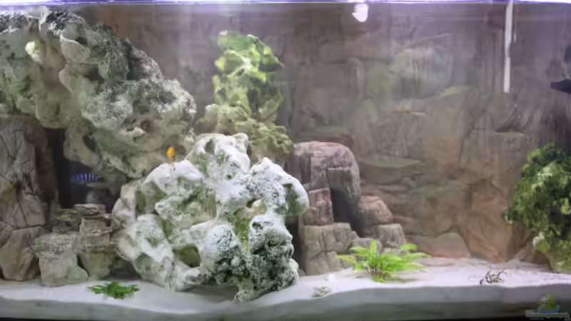 Aquarium Hauptansicht von finkys hood Aquarium Hauptansicht von finkys hood