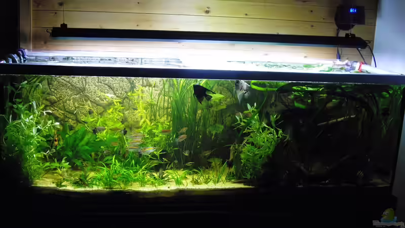 Aquarium Hauptansicht von Fischsuppe Aquarium Hauptansicht von Fischsuppe