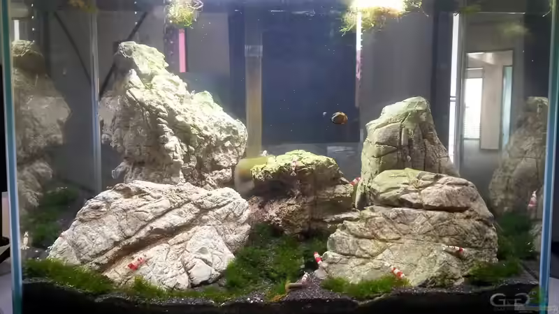 Aquarium Hauptansicht von Fissidens Scpae Aquarium Hauptansicht von Fissidens Scpae