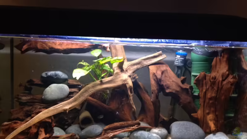 Aquarium Hauptansicht von Flachwasser Welsbiotop Aquarium Hauptansicht von Flachwasser Welsbiotop