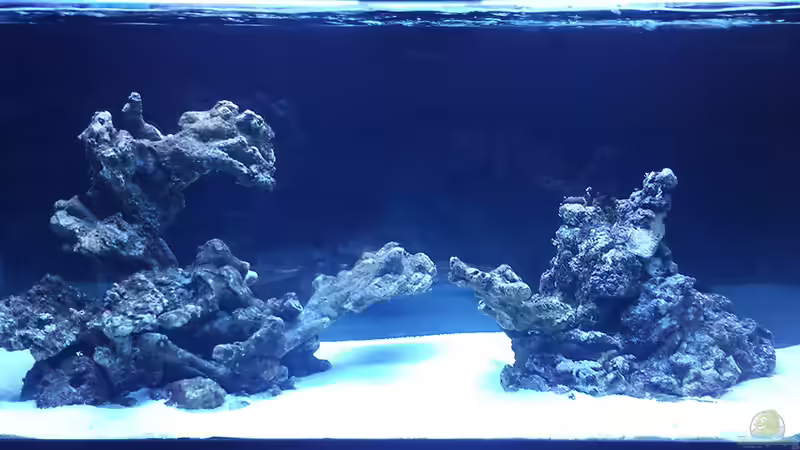 Aquarium Hauptansicht von Flev´s 1,1K MeWa Tank Aquarium Hauptansicht von Flev´s 1,1K MeWa Tank