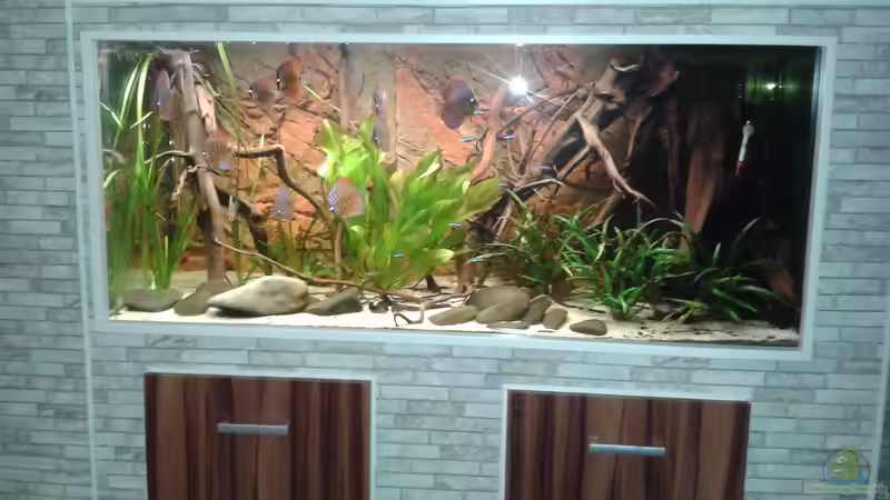 Aquarium Hauptansicht von Fluss Ufer (Baustelle ) Aquarium Hauptansicht von Fluss Ufer (Baustelle )