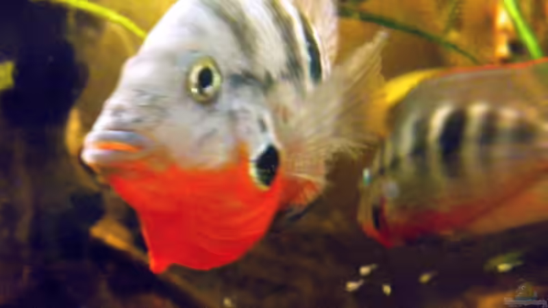 Aquarium Hauptansicht von Flusslauf Nur noch als Bsp. Aquarium Hauptansicht von Flusslauf Nur noch als Bsp.