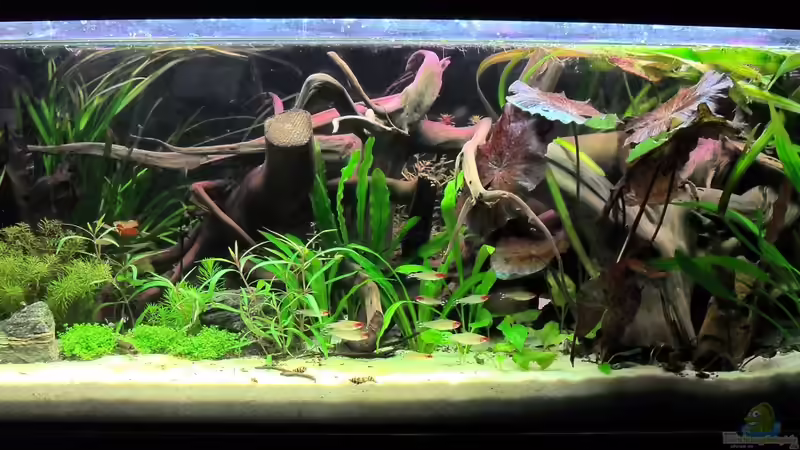 Aquarium Hauptansicht von Flussufer (aufgelöst) Aquarium Hauptansicht von Flussufer (aufgelöst)