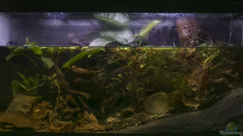 Aquarium Hauptansicht von Flussufer im Südostasien Aquarium Hauptansicht von Flussufer im Südostasien