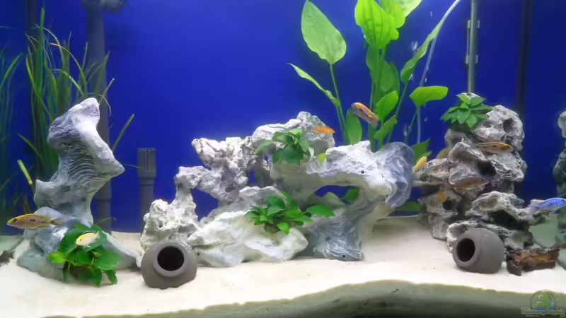 Aquarium Hauptansicht von Fluval profile 1000 Bambusoptik Aquarium Hauptansicht von Fluval profile 1000 Bambusoptik