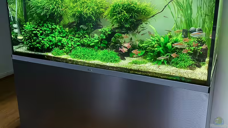 Aquarium Hauptansicht von Fluval Profile 1500 Kundenaquarium Aquarium Hauptansicht von Fluval Profile 1500 Kundenaquarium