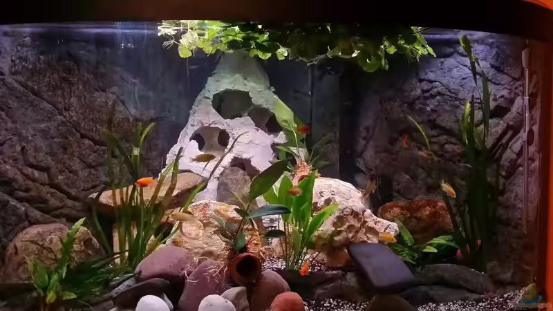 Aquarium Hauptansicht von Fluval Venezia 350 Eckaquarium Aquarium Hauptansicht von Fluval Venezia 350 Eckaquarium