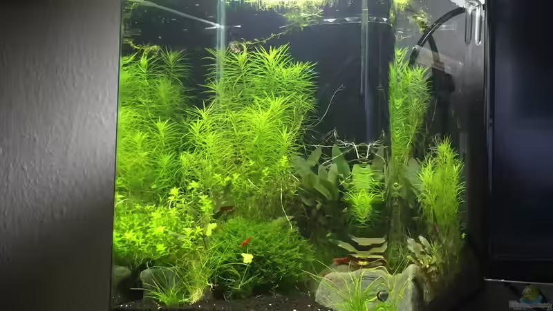 Aquarium Hauptansicht von Forgotten River Aquarium Hauptansicht von Forgotten River