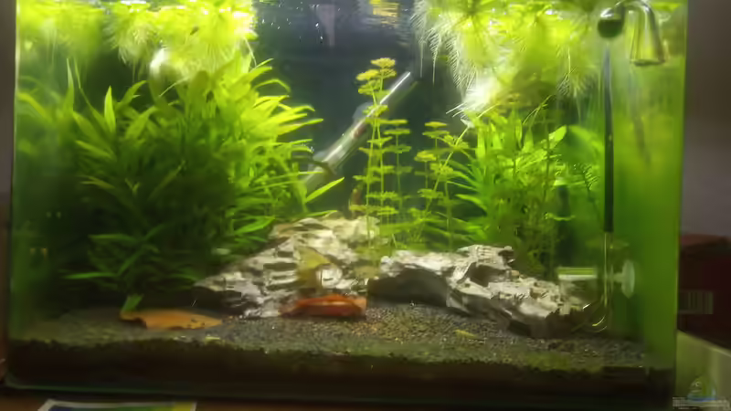 Aquarium Hauptansicht von Frodos Singlebude (stillgelegt) Aquarium Hauptansicht von Frodos Singlebude (stillgelegt)