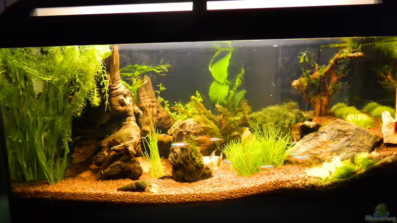 Aquarium Hauptansicht von Froschparadies (nur noch Beispiel) Aquarium Hauptansicht von Froschparadies (nur noch Beispiel)