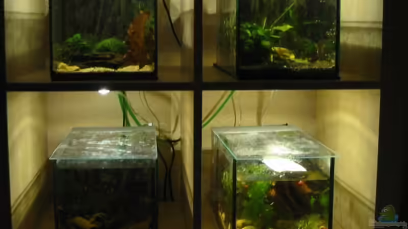 Aquarium Hauptansicht von Futterbecken Aquarium Hauptansicht von Futterbecken