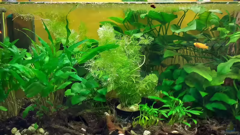 Aquarium Hauptansicht von GABUN - Regenwaldbach, Akanda National Park Aquarium Hauptansicht von GABUN - Regenwaldbach, Akanda National Park