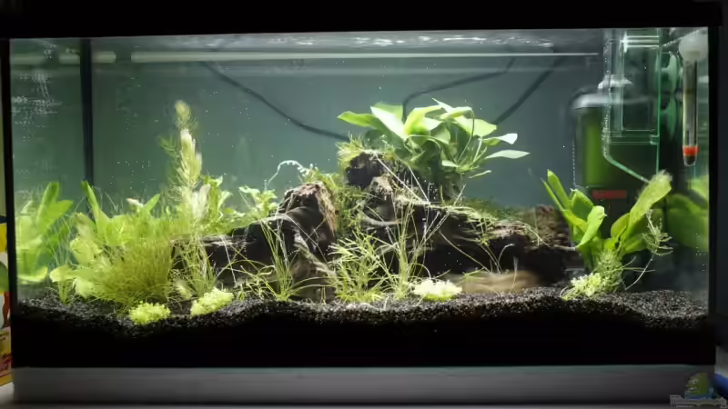 Aquarium Hauptansicht von Garnelen, Fische und Krebse Aquarium Hauptansicht von Garnelen, Fische und Krebse