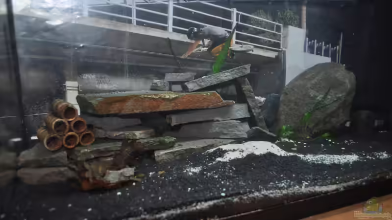 Aquarium Hauptansicht von Garnelen Becken 60 Liter Aquarium Hauptansicht von Garnelen Becken 60 Liter