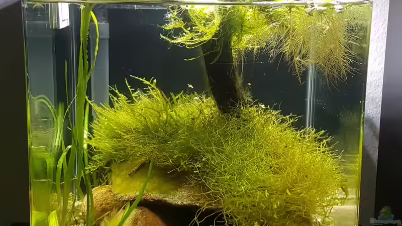 Aquarium Hauptansicht von Garnelen Felsen Aquarium Hauptansicht von Garnelen Felsen