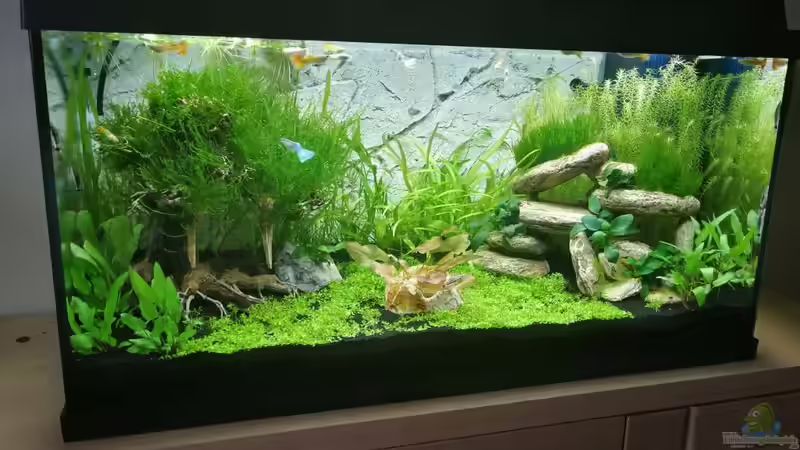 Aquarium Hauptansicht von Garnelenbecken Aquarium Hauptansicht von Garnelenbecken